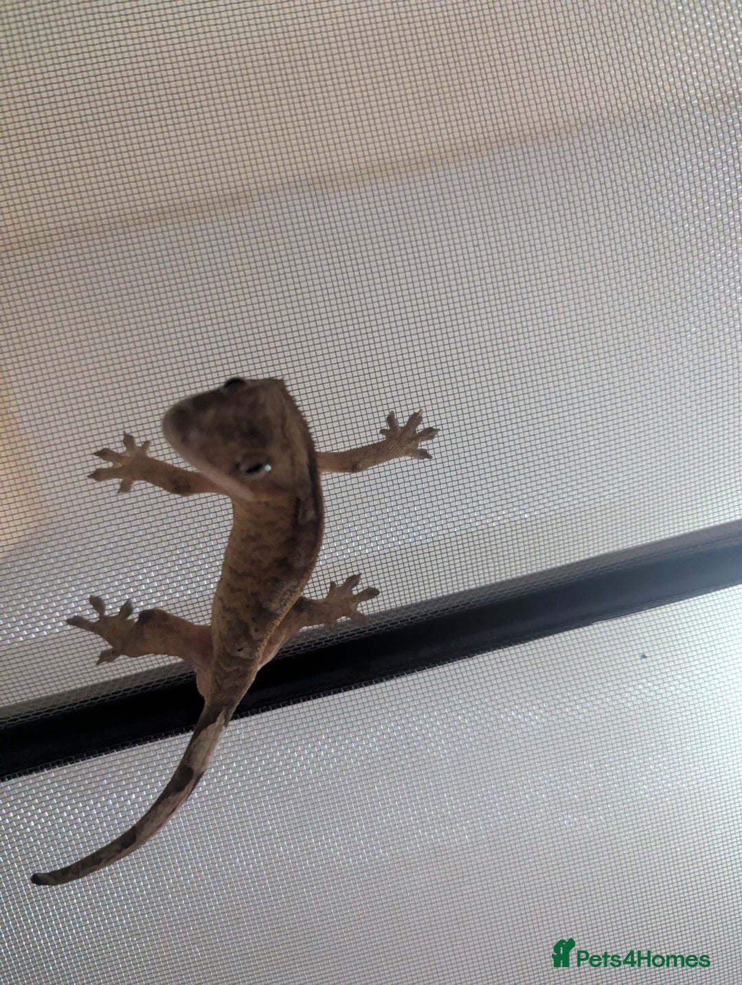 Gecko reptiles for sale: Crested Gecko + Tank - Image 4