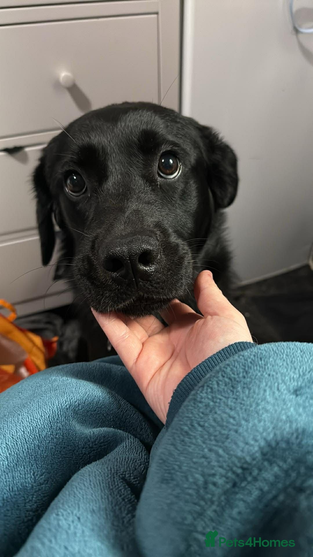 Mixed Breed dogs Golden Alaskan Chow Pup (Update) - Advert 15