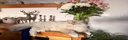Persian cats for sale: 7 beautiful Persian x Ragdoll kittens - Advert 3