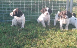 English Springer Spaniel dogs for sale: Gorgeous English springer spaniel pups - Image 6
