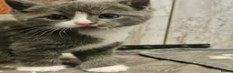 Ragdoll cats for sale: Beautiful Home-Reared Ragdoll Cross Kittens - Advert 25