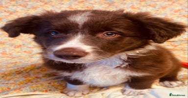 Border Collie dogs - Advert 2