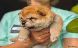 Japanese Shiba Inu dogs for sale: KC reg Japanese Shiba Inu puppies  - Image 6