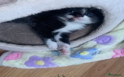 Mixed Breed cats for sale: Beautiful kittens.  - Image 12