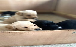 Labrador Retriever dogs for sale: KC Registered Labrador Puppies Ready 24th November - Image 21