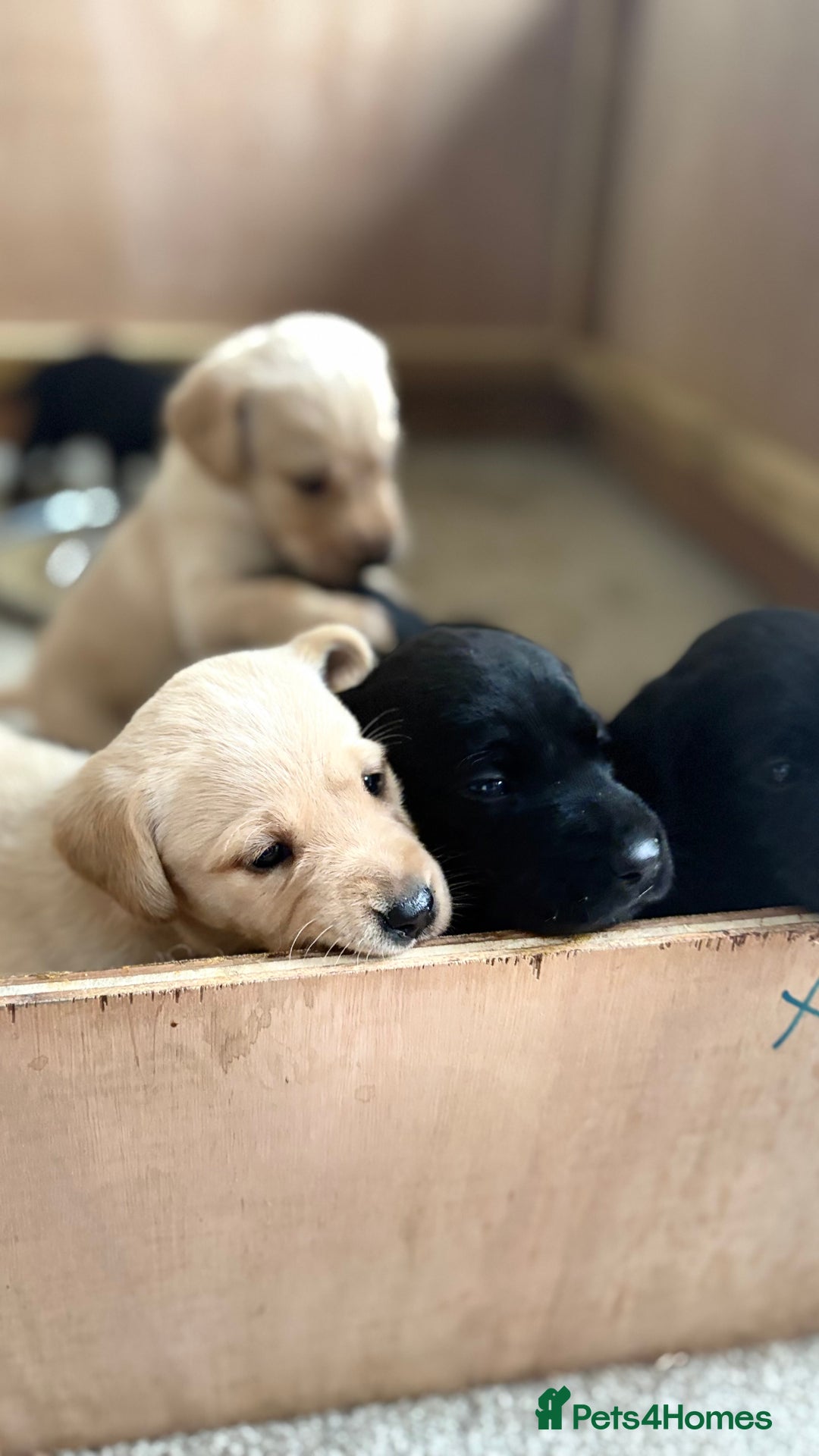 Labrador Retriever dogs for sale: KC Registered Labrador Puppies Ready 24th November - Image 21