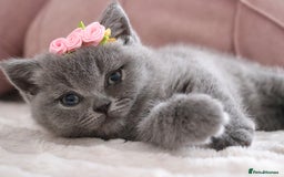 British Shorthair cats for sale: ❤️British Shorthair Kittens GCCF -Ready December  - Image 20