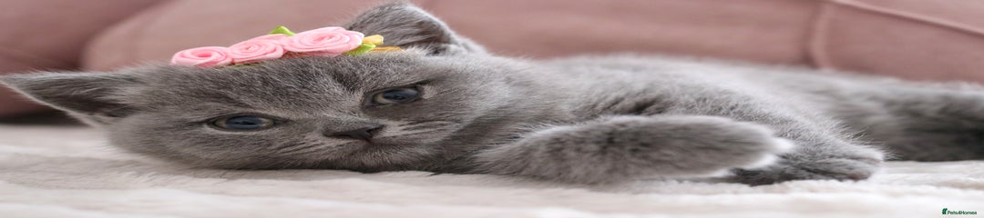 British Shorthair Kitten 3