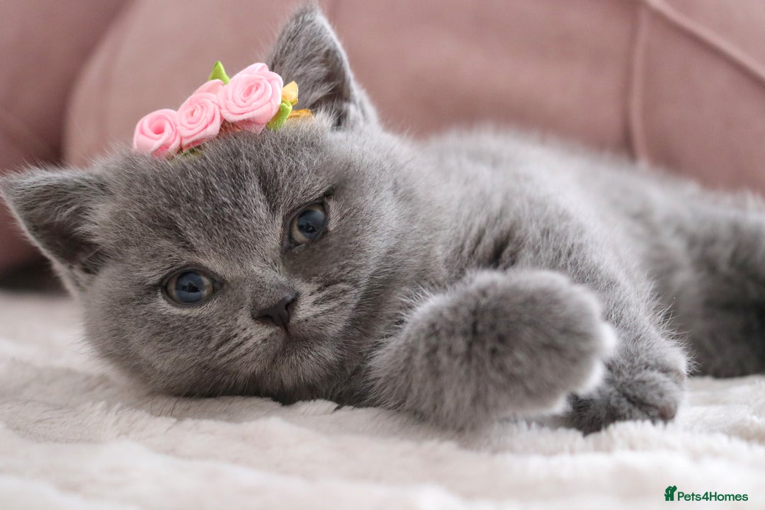 British Shorthair cats for sale: ❤️British Shorthair Kittens GCCF -Ready December  - Image 20