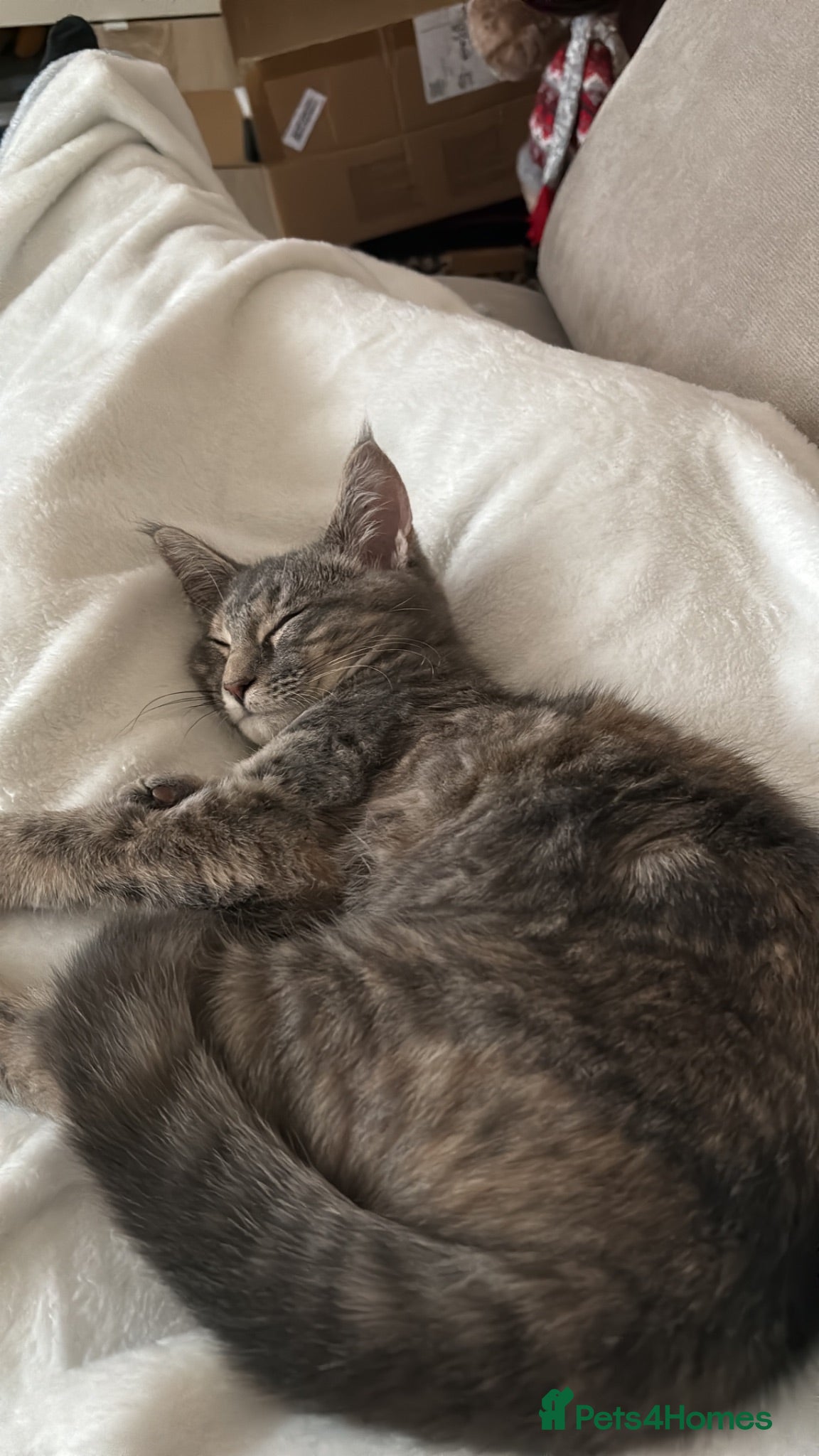 Mixed Breed cats 4 beautiful boy kittens 1/4 Maine coon  - Advert 10