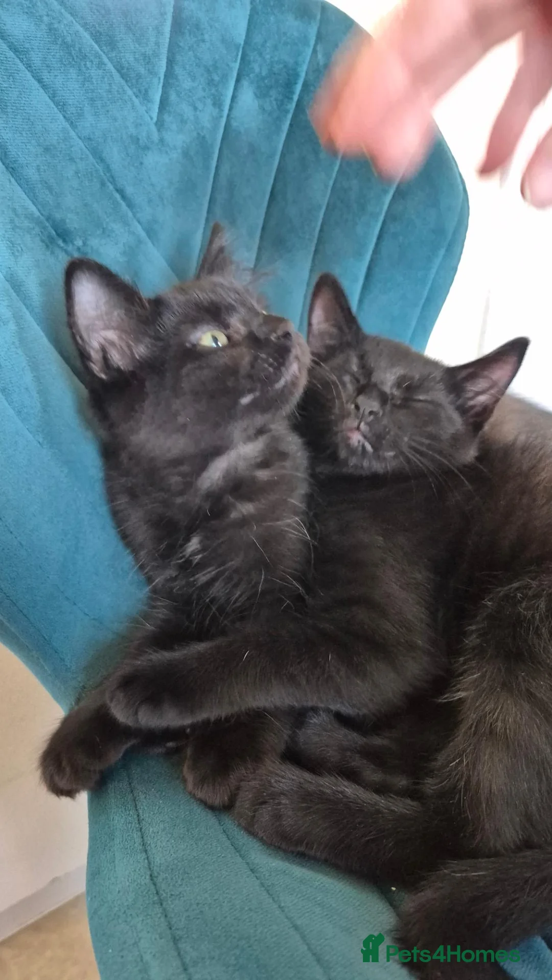 Mixed Breed cats for sale: Clever kittens - Advert 10