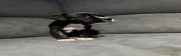 Mixed Breed dogs for sale: Bullmastiff x staffy puppies  - Advert 23