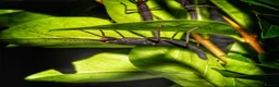 Stick Insects invertebrates for sale: Peruphasma schultei black beauty stick insects - Advert 1