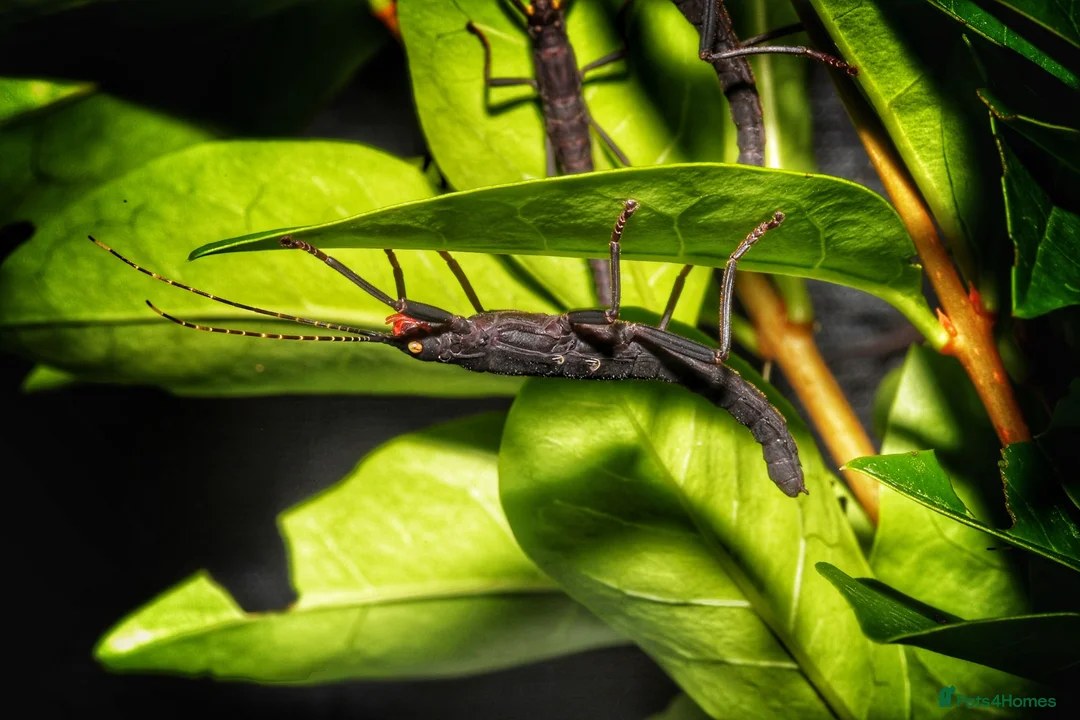 Stick Insects invertebrates for sale: Peruphasma schultei black beauty stick insects - Advert 1
