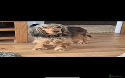 Cocker Spaniel dogs for sale: Quality Bred Show Type Cocker Spaniel Puppies - Image 20