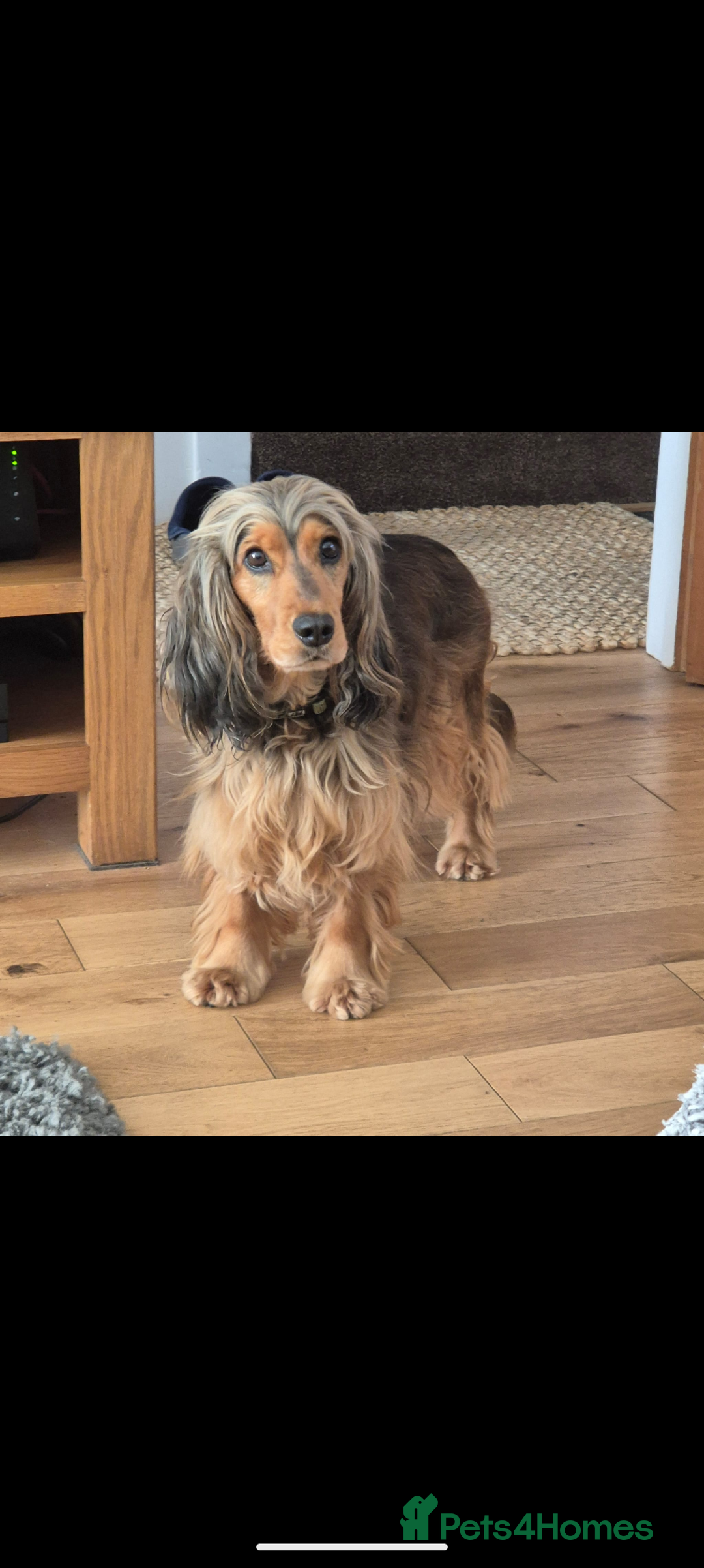 Cocker Spaniel dogs for sale: Quality Bred Show Type Cocker Spaniel Puppies - Image 20