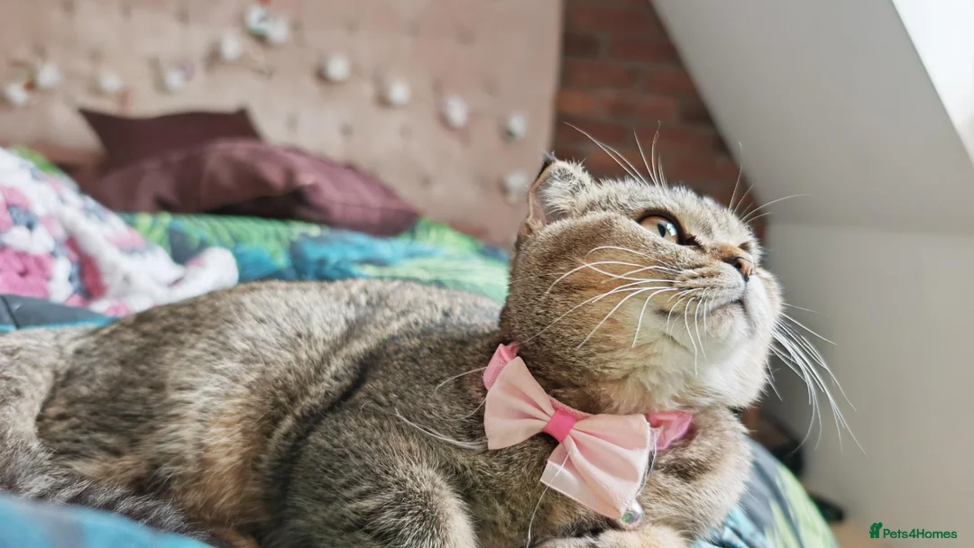 Scottish Fold cats for sale: Beautiful Scottish fold kittens READY NOW  - Advert 2