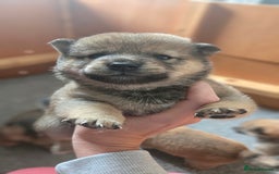 Japanese Shiba Inu dogs for sale: 4 Stunning sesame shibas pups ❤️ - Image 16
