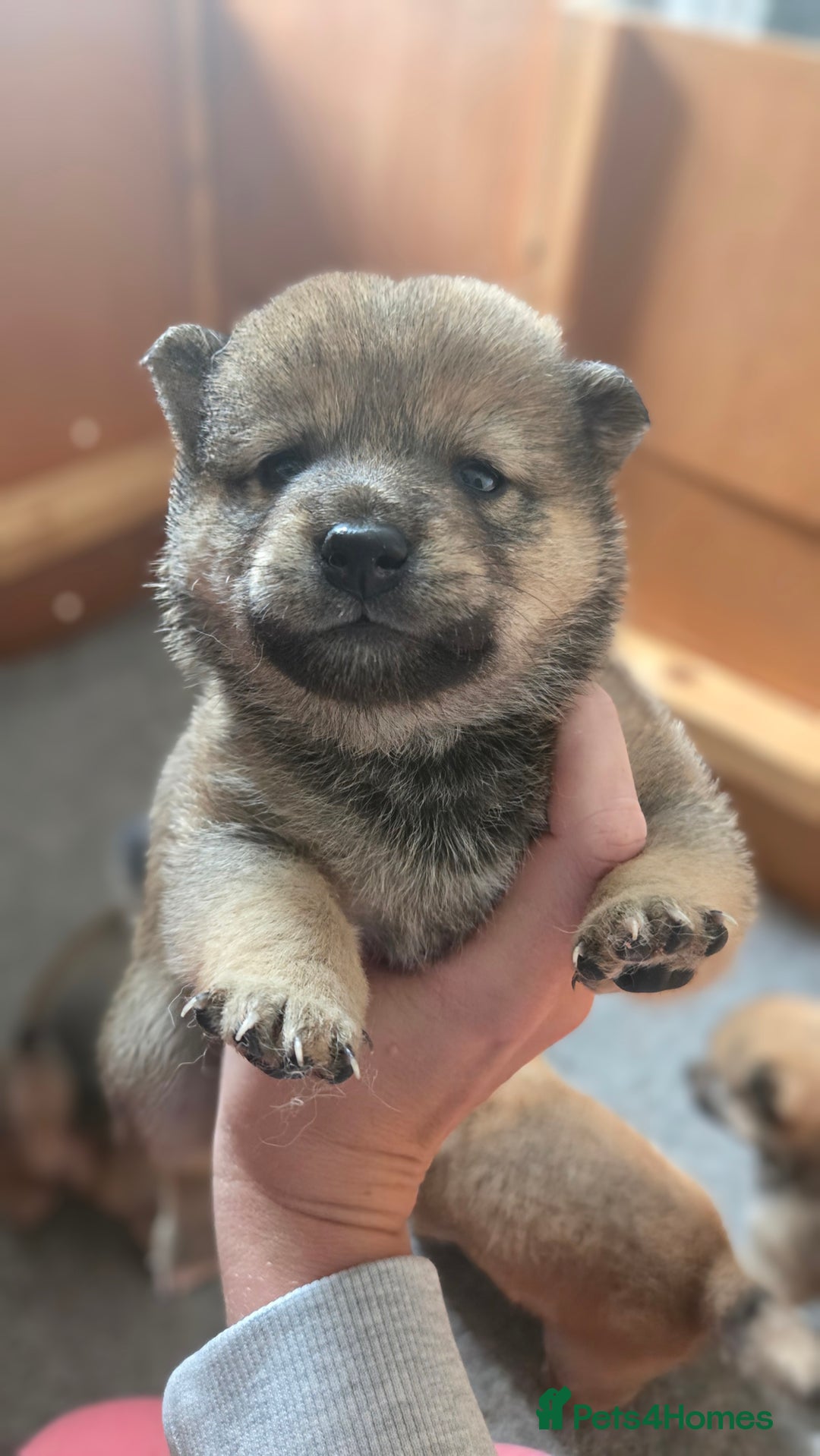 Japanese Shiba Inu dogs for sale: 4 Stunning sesame shibas pups ❤️ - Image 16