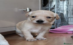 Mixed Breed dogs for sale: Spaniel Collie Cross Puppies  - Image 14