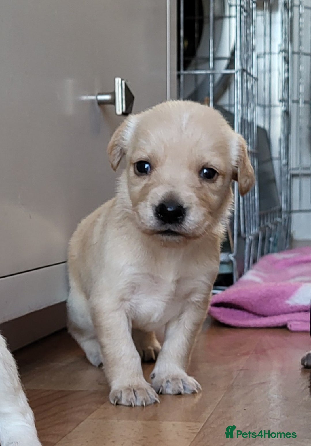 Mixed Breed dogs for sale: Spaniel Collie Cross Puppies  - Image 14