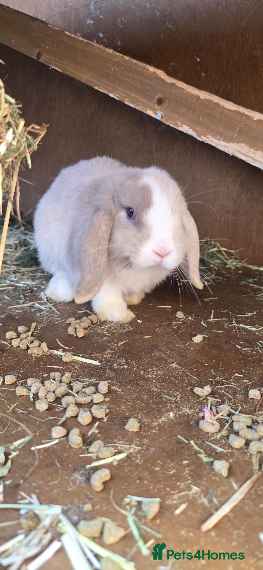 Mini Lop rabbits Mini lop bunny  - Advert 5