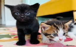 British Shorthair cats for sale: kittens ready now for new home - Image 9
