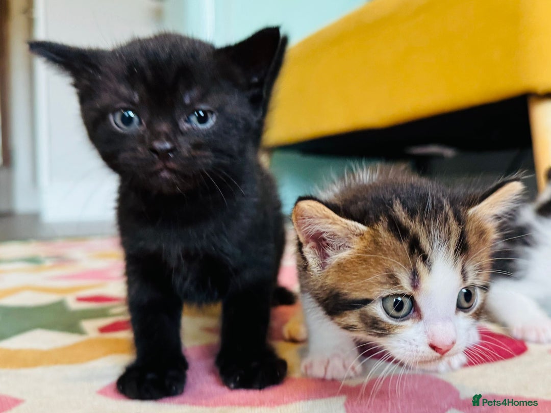 British Shorthair cats for sale: kittens ready now for new home - Image 9
