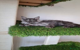 Maine Coon cats for sale: Pedigree Maine Coon kittens  - Image 27