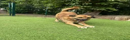 Mixed Breed dogs for adoption: Aladdin needs a loving home - Advert 12