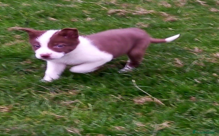 Border Collie dogs - Advert 4
