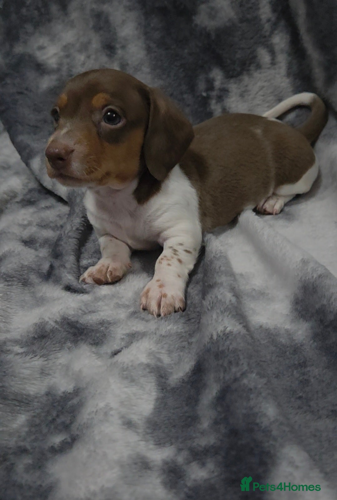 Miniature Dachshund dogs for sale: Miniature dachshund puppies KC Reg 1 boy left - Image 8