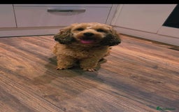 Cockapoo dogs for sale: Beautiful f1b cockapoos  - Image 6