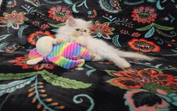 Persian cats for sale: Persian Kittens  - Image 9