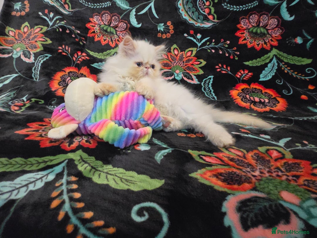 Persian cats for sale: Persian Kittens  - Image 9