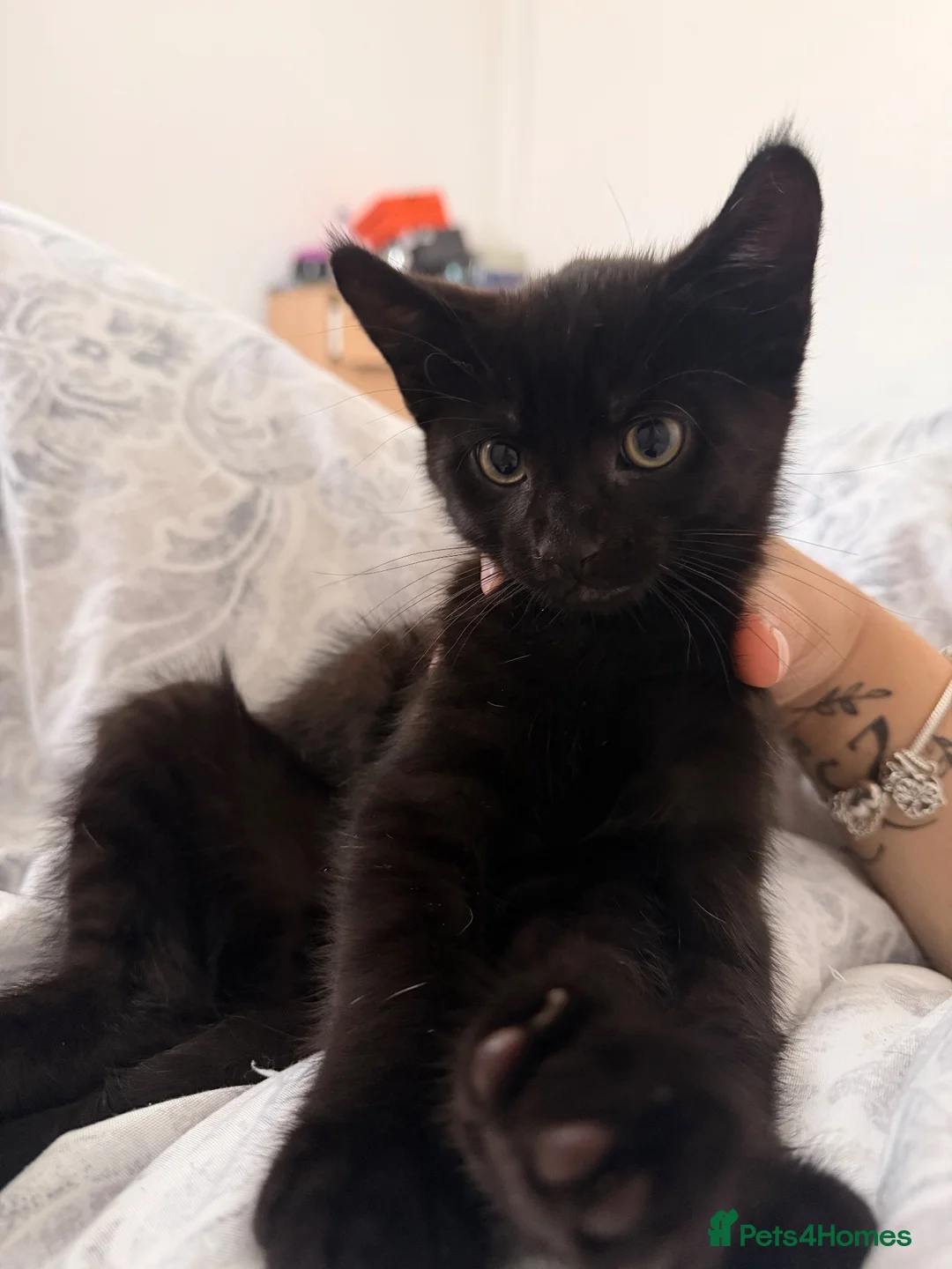 Mixed Breed cats for sale: Kittens  in Portsmouth - Advert 8