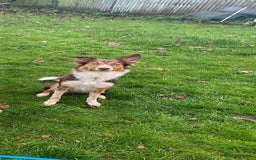 Border Collie dogs for sale: BorderCollie Pups: unique chocolate tri rough coat - Advert 5