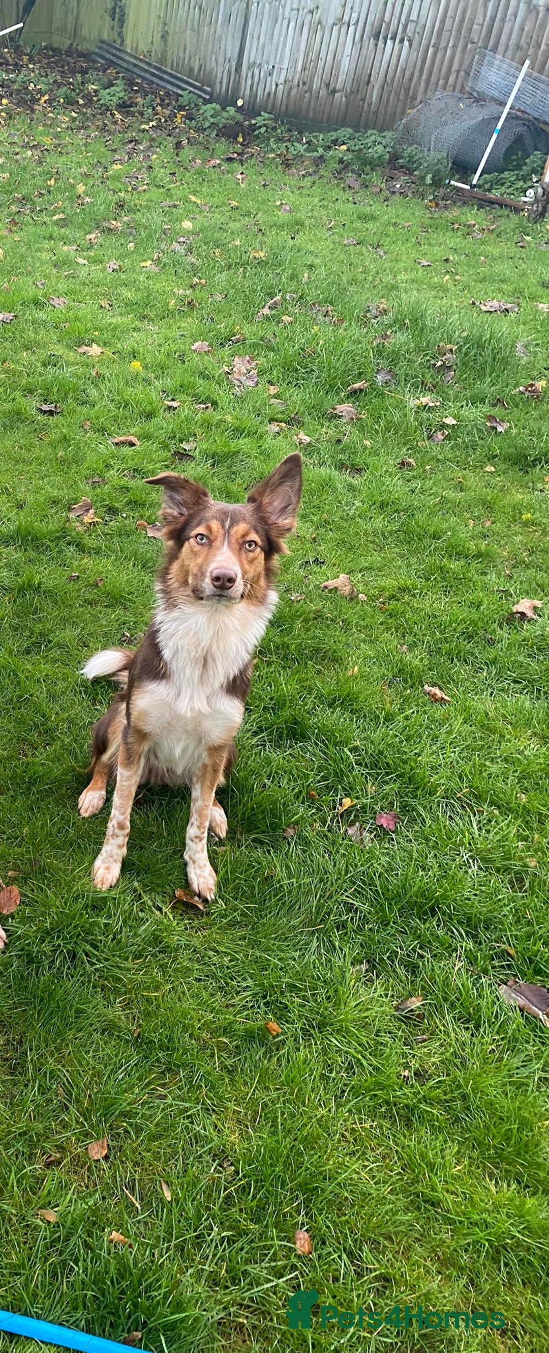 Border Collie dogs for sale: BorderCollie Pups: unique chocolate tri rough coat - Advert 5
