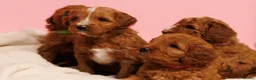 Australian Labradoodle dogs for sale: Stunning Red Aussie Doodle Multigen Puppies - Advert 11