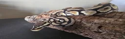 Python Snake reptiles for sale: Pastel Trojan Het Clown Royal Python  - Advert 3