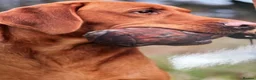 Labrador Retriever dogs for sale: KC REG FOX RED LABRADOR PUPPIES - Advert 6
