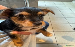 Chorkie dogs for sale: Chorkie puppies girl and boy Ready for home now - Image 1