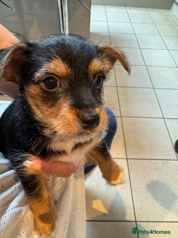 Chorkie dogs - Advert 1