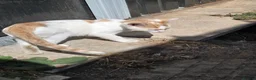 Mixed Breed cats for sale: Calico girl, Ginger and white short haired boys - Advert 10