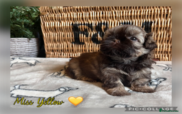 Shih Tzu dogs for sale: Stunning KC chocolate imperial Shihtzu puppies - Image 18