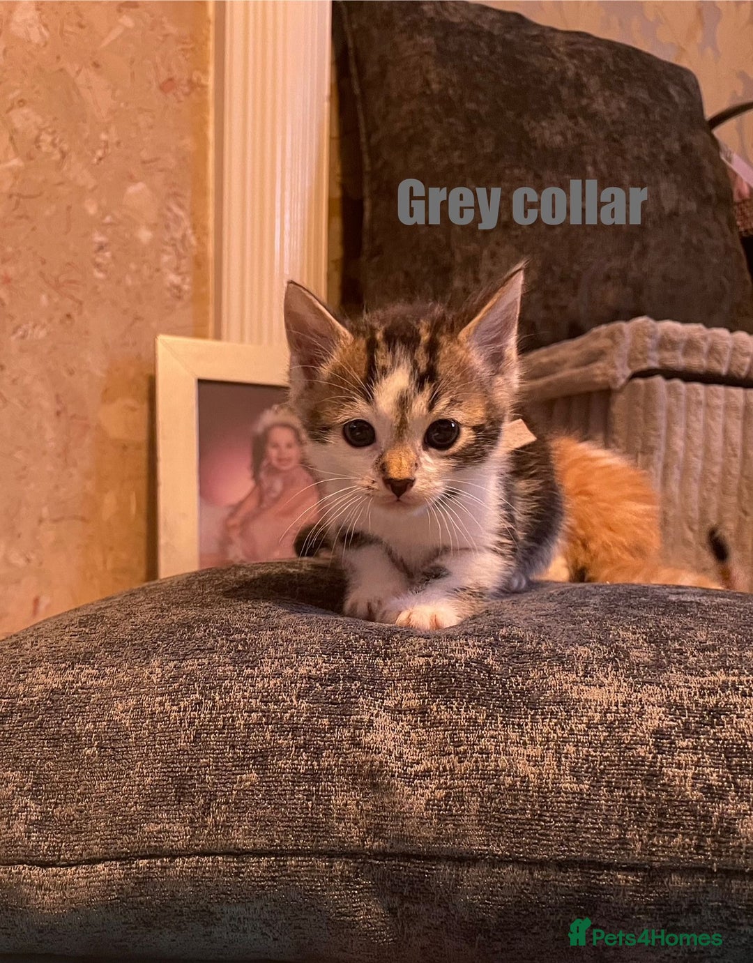 Mixed Breed cats for sale: Cacilo and Bengal kittens  - Image 4
