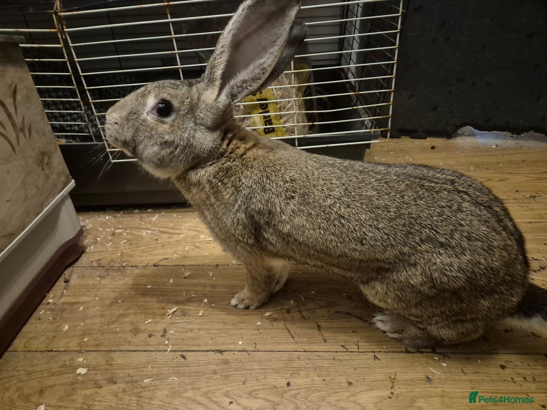 British Giant rabbits for sale: 2 giant continentals for sale  - Advert 2