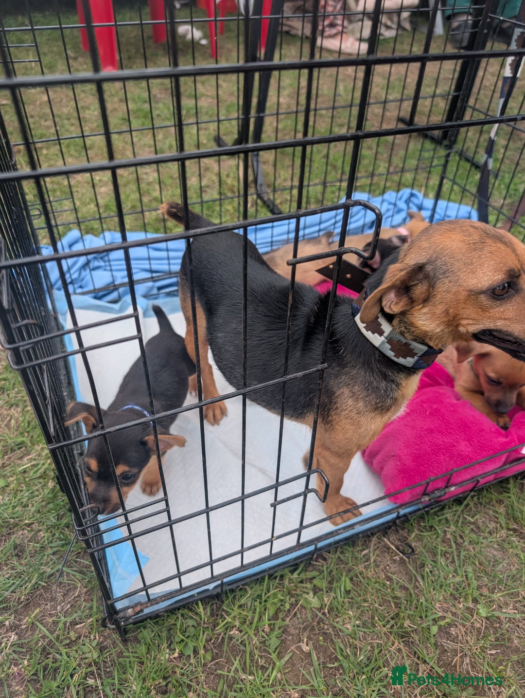 Jack Russell dogs for sale: Jack Russell  - Image 6