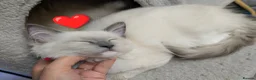 Ragdoll cats for sale: 💛GCCF 💛Ragdoll blue point mitted kittens  - Advert 3