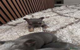 French Bulldog dogs for sale: lilac and tan french bulldogs - Image 3
